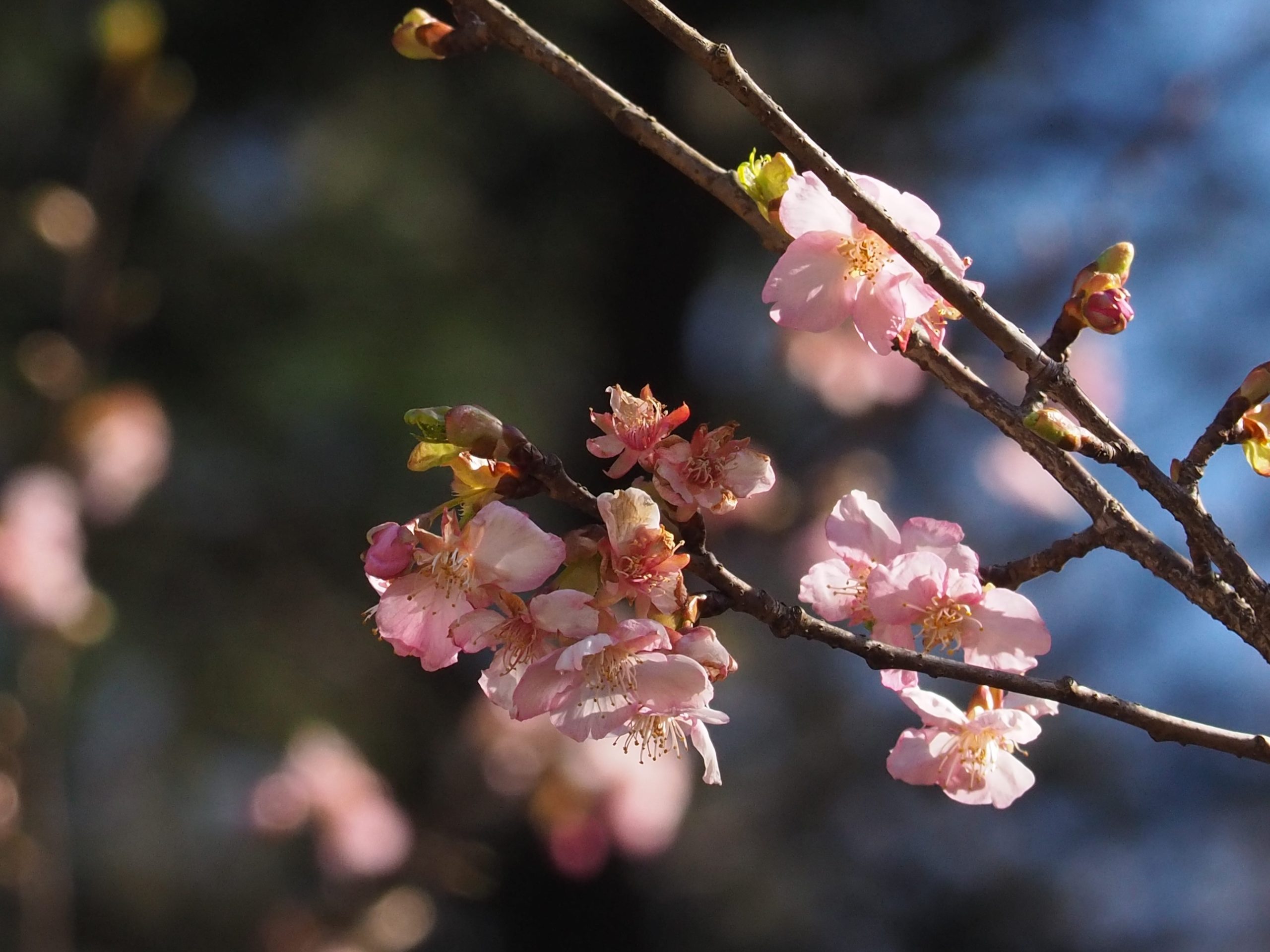 河津桜が開花しました