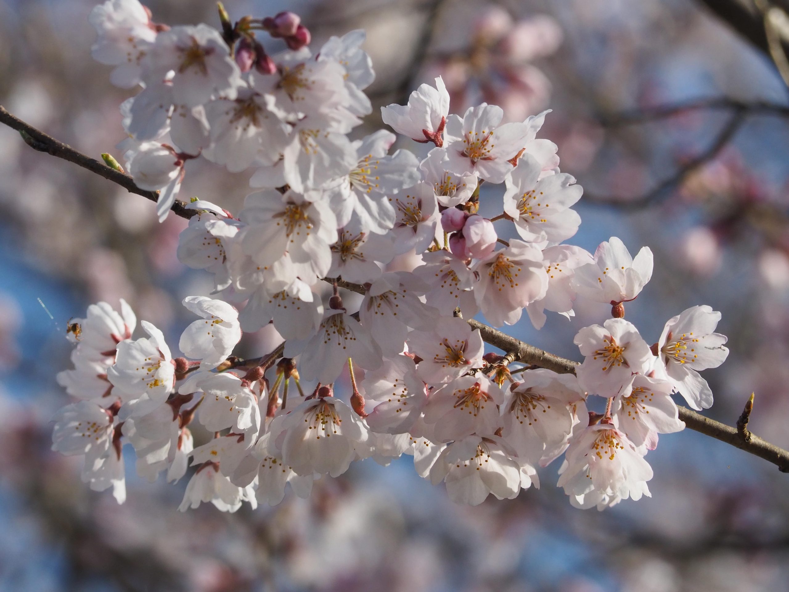 桜の開花状況🌸
